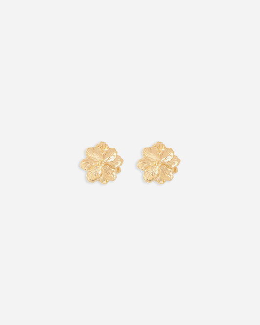 BROQUEL ENTRE FLOR, FEBRERO- VIOLETA