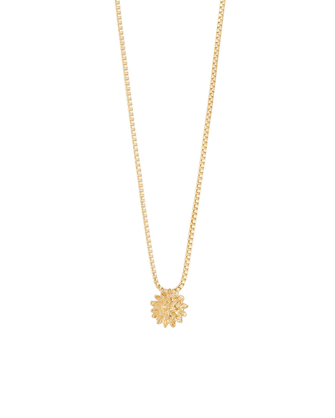 COLLAR ENTRE FLOR, SEPTIEMBRE- ASTER